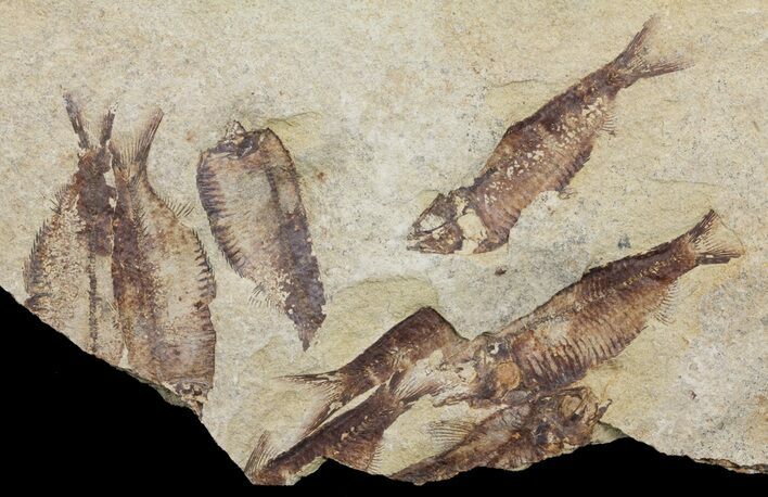 Fossil Fish (Gosiutichthys) Mortality Plate - Lake Gosiute #61568